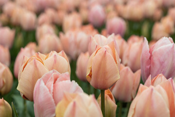 Macro close up of soft salmon pink, peach, coral tulips, Netherlands, North Holland, flower bed,...
