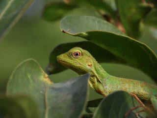 green lizard on a branch