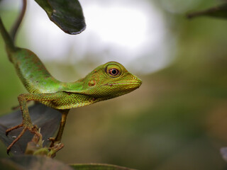 green lizard on a branch