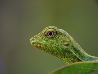 green lizard close up
