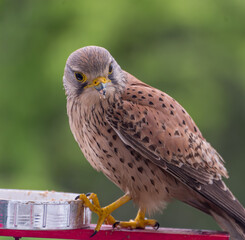 Falcon tinnunculus young in the city. Bird on balcony