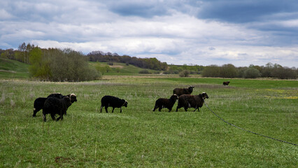 Herd of black sheep on a green meadow