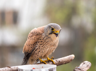 Falcon tinnunculus young in the city. Bird on balcony