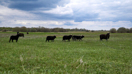 Herd of black sheep on a green meadow