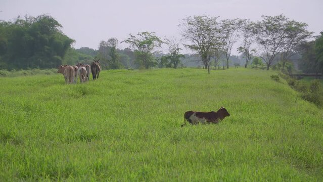 Cow on the beautiful meadow. Cows grazing on green grass field. Cow looking at the camera in a sunny day. Cow on livestock farming. Brown cow walking on grass field