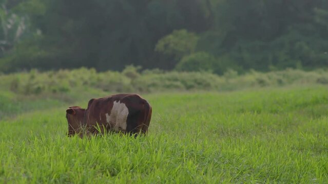 Cow on the beautiful meadow. Cow grazing on green grass field in a sunny day. Cow on livestock farming. Brown cow walking on grass field