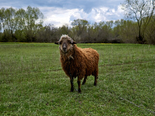 Fototapeta premium Red ram on a green meadow