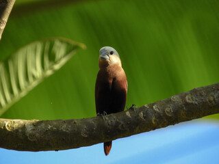 bird on a tree