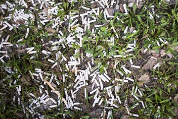 an uncounted number of cigarette butts lies on green grass, a symbol of harm to health and the development of cancer