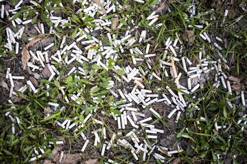 an uncounted number of cigarette butts lies on green grass, a symbol of harm to health and the development of cancer