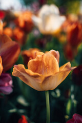 yellow rose in the garden