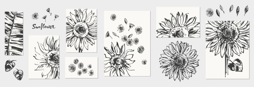 Hand drawn ink sunflower sketch