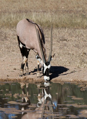 Gemsbok (Oryx gazella) Kgalagadi Transfrontier  Park, South Africa