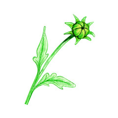 Flower bud with watercolor leaves. Green young foliage. Hand drawing isolated on white background. Herbal field plant.