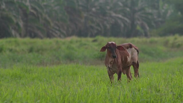Cow on the beautiful meadow. Cow grazing on green grass field. Cattle looking at the camera in a sunny day. Cow on livestock farming. Brown cow walking on grass field