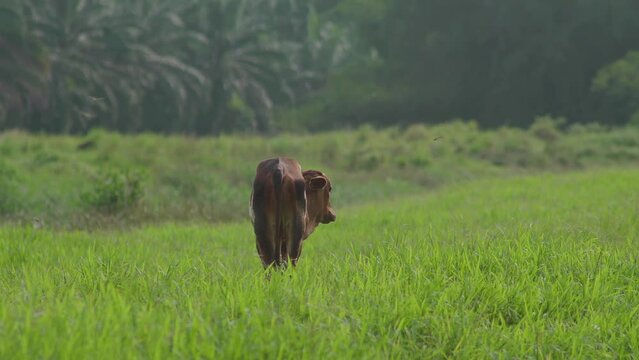 Cow on the beautiful meadow. Cow grazing on green grass field. Cattle looking at the camera in a sunny day. Cow on livestock farming. Brown cow walking on grass field