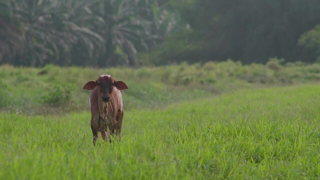 Cow on the beautiful meadow. Cow grazing on green grass field. Cattle looking at the camera in a sunny day. Cow on livestock farming. Brown cow walking on grass field