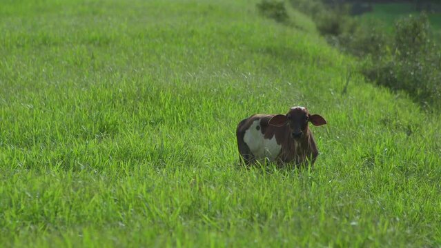 Cow on the beautiful meadow. Cow grazing on green grass field. Cattle looking at the camera in a sunny day. Cow on livestock farming. Brown cow walking on grass field