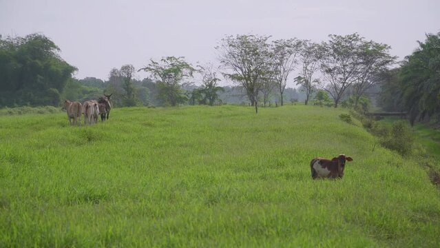 Cow on the beautiful meadow. Cows grazing on green grass field. Cow looking at the camera in a sunny day. Cow on livestock farming. Brown cow walking on grass field