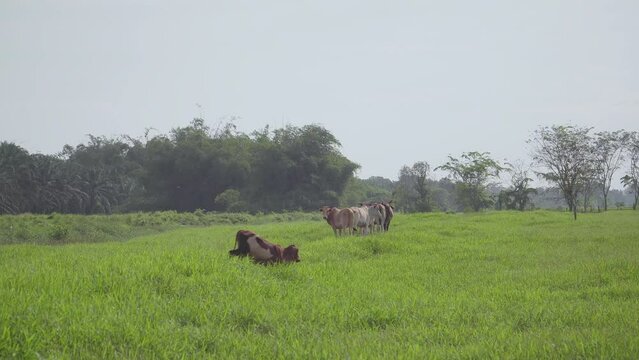 Cow on the beautiful meadow. Cows grazing on green grass field. Cow looking at the camera in a sunny day. Cow on livestock farming. Brown cow walking on grass field