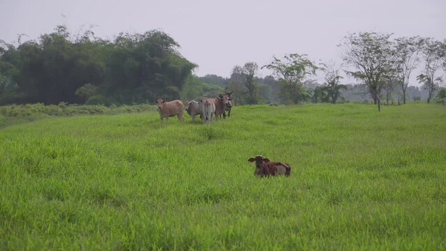 Cow on the beautiful meadow. Cows grazing on green grass field. Cow looking at the camera in a sunny day. Cow on livestock farming. Brown cow walking on grass field