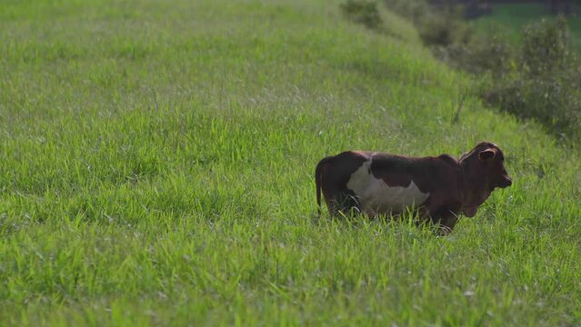 Cow on the beautiful meadow. Cow grazing on green grass field in a sunny day. Cow on livestock farming. Brown cow walking on grass field