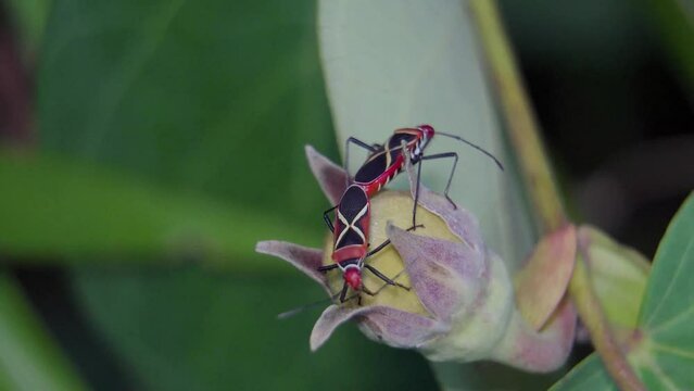 Cotton Stainer Bug (dysdercus decussatus) are mating on the flower bud. Pair of red bugs during reproduction. Couple of stainer bug are breeding