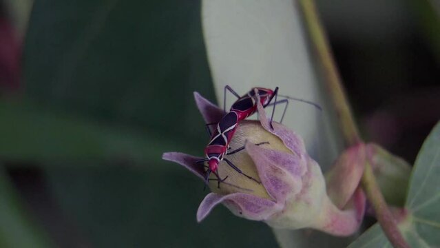 Cotton Stainer Bug (dysdercus decussatus) are mating on the flower bud. Pair of red bugs during reproduction. Couple of stainer bug are breeding