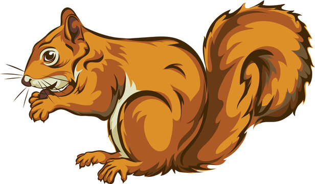 Squirrel, squirrel figure, realistic image, vector, positions, illustration, black and white, color, silhouette, logo, trademark, chevron