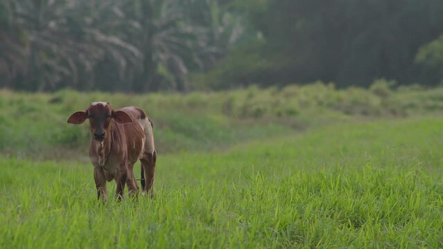 Cow on the beautiful meadow. Cow grazing on green grass field. Cattle looking at the camera in a sunny day. Cow on livestock farming. Brown cow walking on grass field