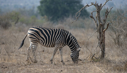 Fototapeta na wymiar Burchell's zebra (Equus burchelli) Kruger National Park, South Africa