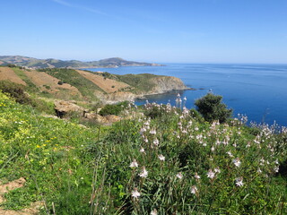 Fototapeta na wymiar côte rocheuse avec fleurs vers banyuls dans les Pyrénées du sud de la France avec mer méditerranée et montagne
