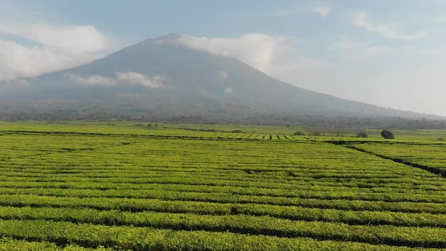 morning view of kerinci mountain with tea farm arround