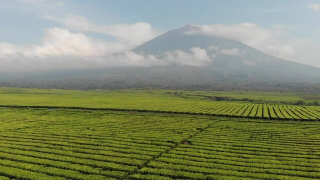 morning view of kerinci mountain with tea farm arround