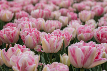 Macro close up of double flowering foxtrot tulips in pink color, Netherlands, North Holland, flower...