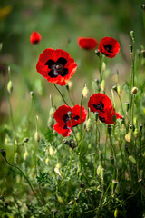 red poppies in green grass in spring