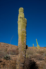 One big cactus against a rich blue sky. succulents long tall cacti against the blue sky. typical mexican desert landscape. 