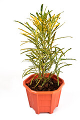 Green and yellow houseplant for decoration isolated on white.