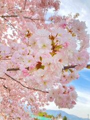 cherry blossom