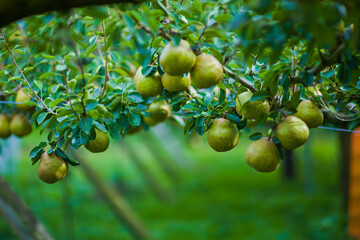 green olives on tree