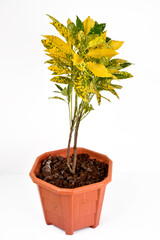Green and yellow houseplant for decoration isolated on white.