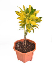 Green and yellow houseplant for decoration isolated on white.