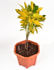 Green and yellow houseplant for decoration isolated on white.