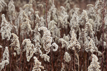 Canadian goldenrod in autumn. Dried solidago flowers