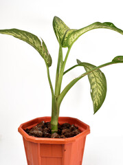 Green and yellow houseplant for decoration isolated on white.