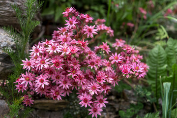 Bouquet de joubarbe &agrave; toile d' araign&eacute;e , en &eacute;t&eacute; , dans les Alpes