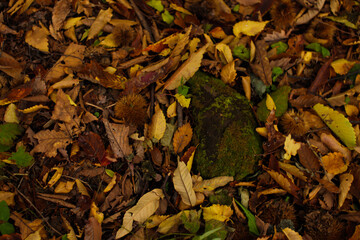 autumn leaves on the ground