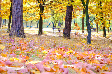 Bright autumn floral botanical background. Colorful yellow orange red leaves. Sunny weather in park. Beauty in nature, relaxation, fall color, outdoor, simple pleasures, positive emotions, harvesting.
