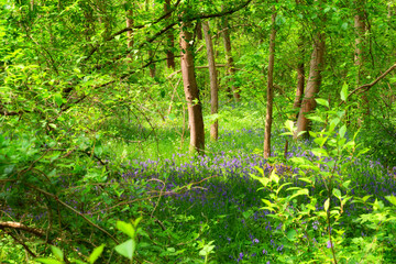 Bluebells  and underwood in Fontainebleau forest. Ile-De-France region. 