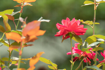 Blooming red rose in a garden